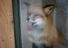 firefox.jpg