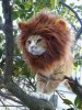lion cqat.jpg