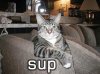 coolcat.jpg