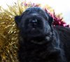 Fire litter - Inka x Striker 1 week 013.jpg
