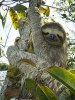 220px-Bradypus.jpg