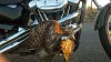 biker bird.jpg
